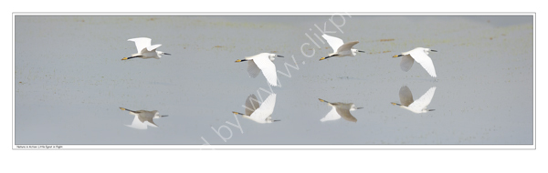 Nature in Action: Egret in flight. Limited Edition Print.